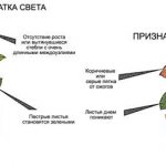 избыток и недостаток света