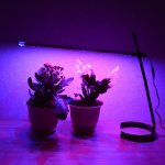 LED lighting for plants